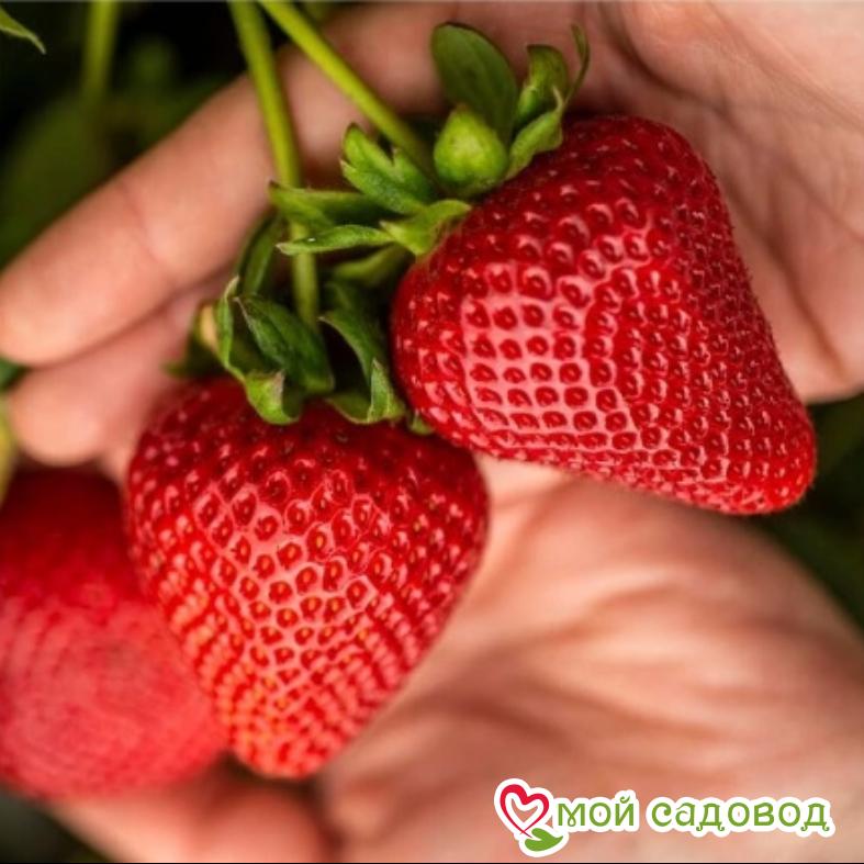 Клубника Кабрилло (Cabrillo)