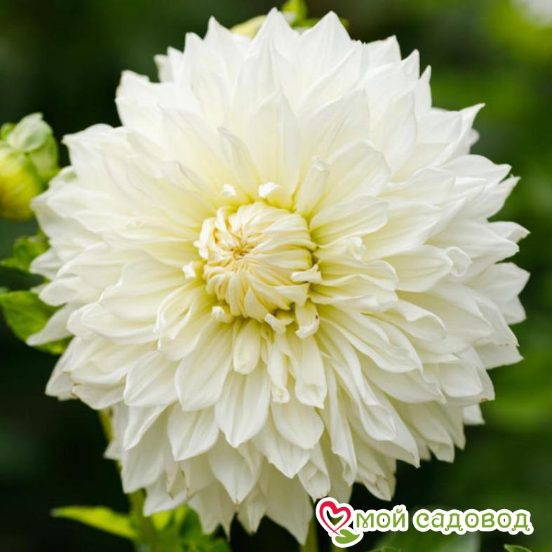 Георгина ФЛЁРЕЛЬ