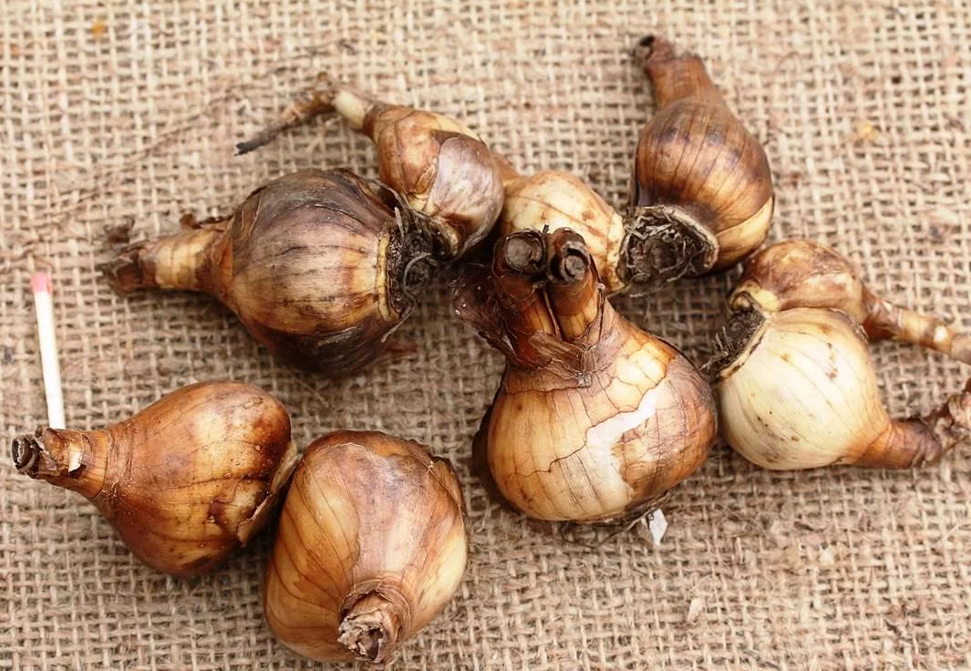 Нарцсс Ноэль